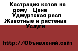 Кастрация котов на дому › Цена ­ 400 - Удмуртская респ. Животные и растения » Услуги   